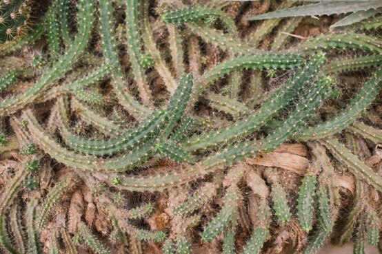 serre cactrium cactus ressemble nid de serpents