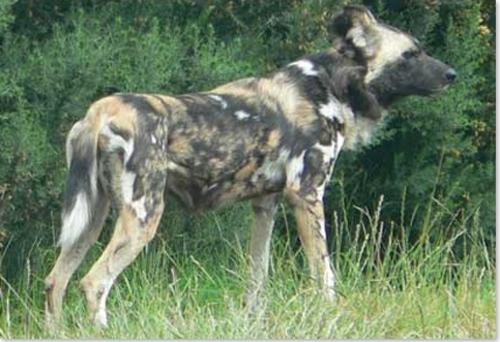 chien sauvage botzwana