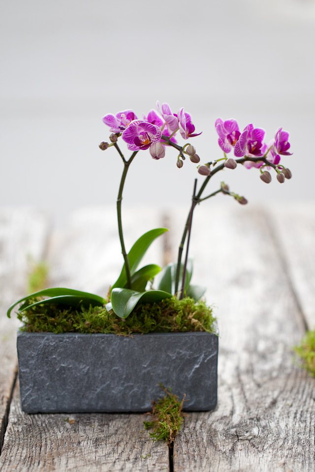composition simple deux orchidees violettes