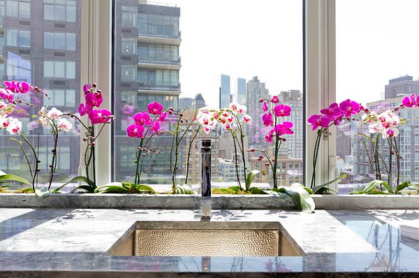 cuisine decoration fenetre orchidees blanches violettes