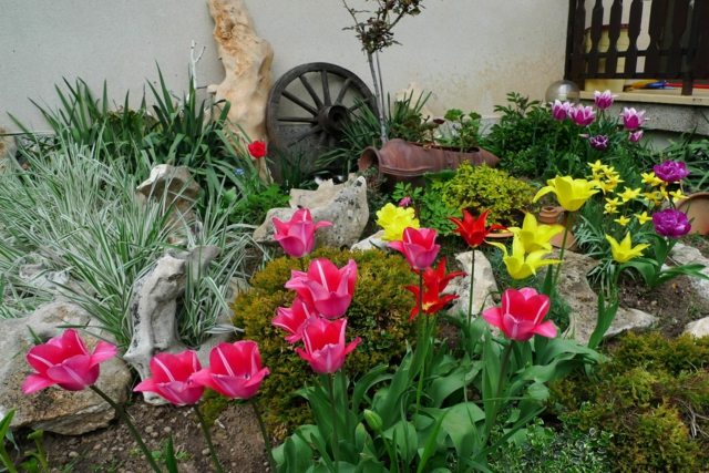 déco jardin tulipes