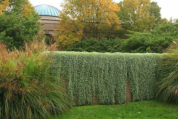 décoration jardin mur végétalisé