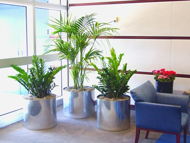 design intérieur moderne plantes