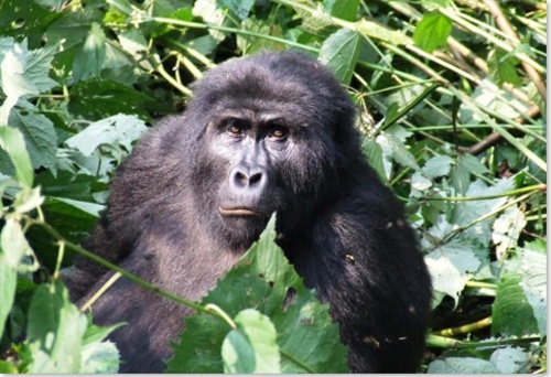 destination voyage gorilles ouganda