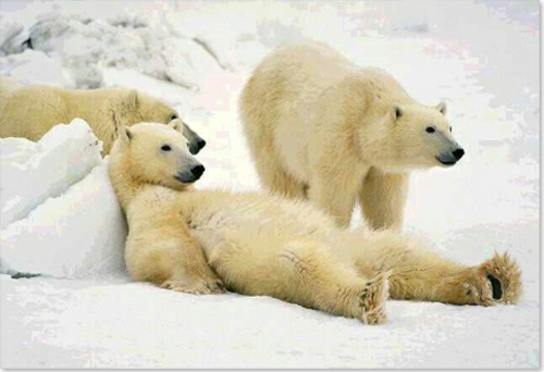 destination voyage voir ours polaires