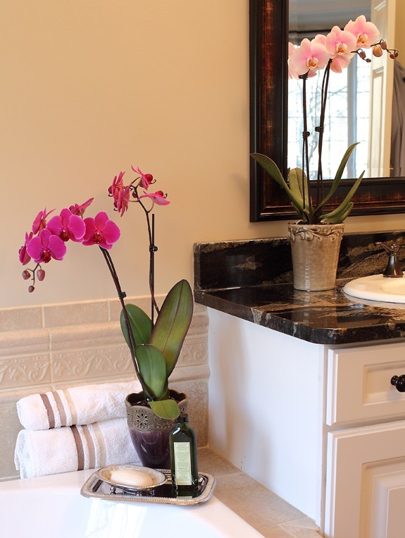 deux orchidees sall bain