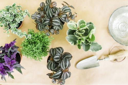 differentes plantes decoration table