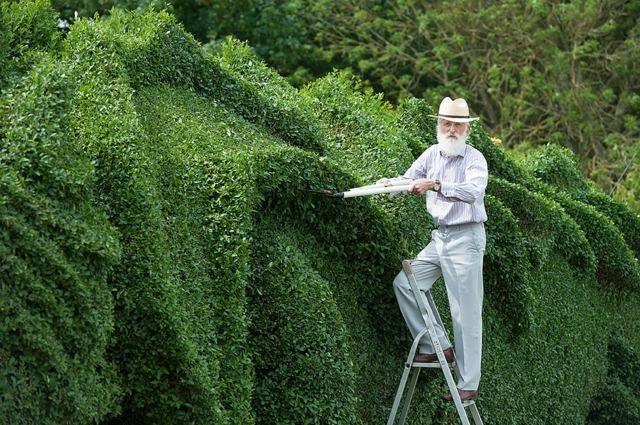 echelle auteur sculpture taille topiaire jardin