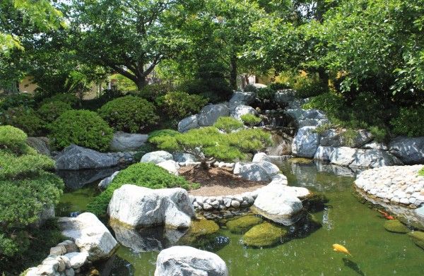 étang koi pierres jardin japonais