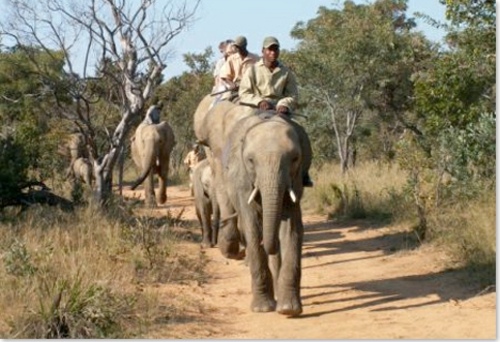 faire elephant afrique