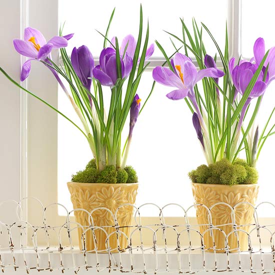 fleurs violettes table déco printemps
