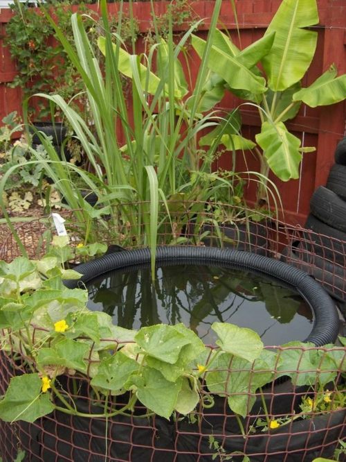 bassin-jardin-fleur-concombre-banane-pneu-eau-etang