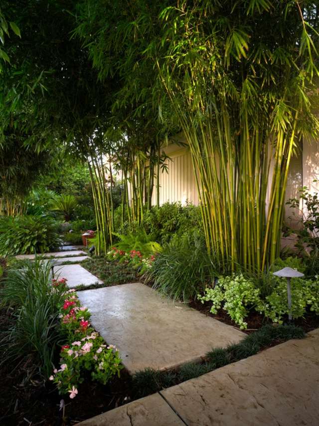 foret bambous jardin moderne
