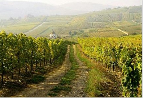 france visite tourisme vigne plantation vin