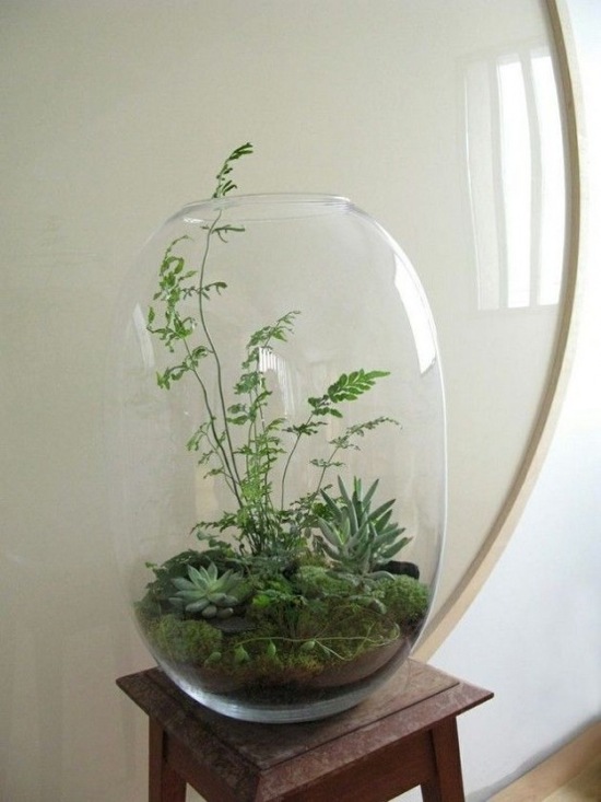 grand bocal verre plantes grasses