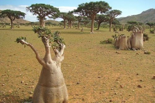 ile extraterrestre Socotra Yémen
