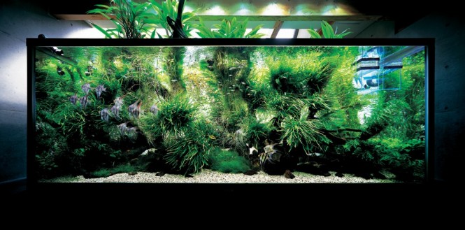 jardin aquatique design foret tropicale Amano