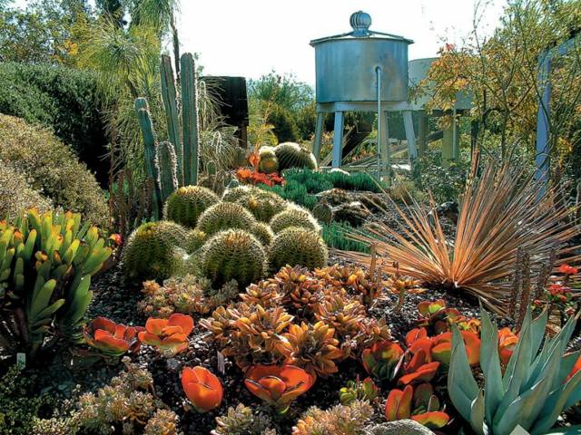 jardin cactus amenagement original