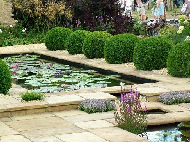 jardin eau avec lotus