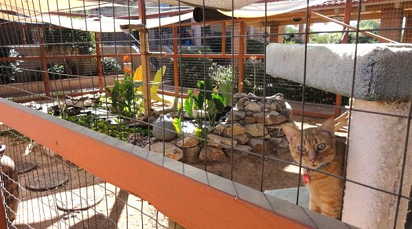 jardin exterieur pour chat