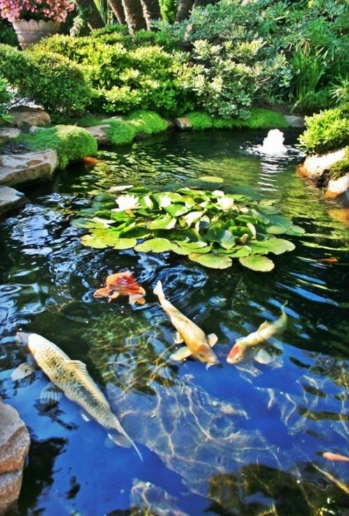 jardin japonais carpe piscine eau bassin