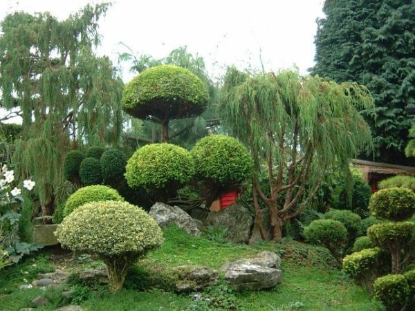 jardin japonais extravagant arbres sculptés
