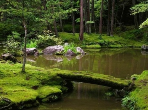 jardin zen mousse verte etang bassin