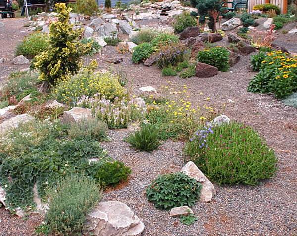 jardin pierres gravier plantes alpines