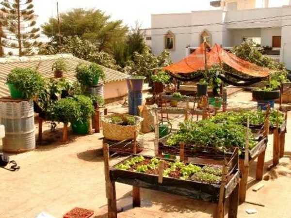 jardin sur le toit Sénégal