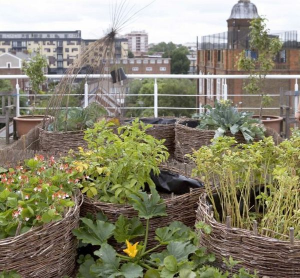 jardin sur le toit avec potager Londres