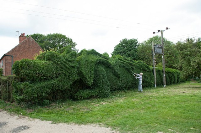 jardinage anglais art topiaire dragon sculpture