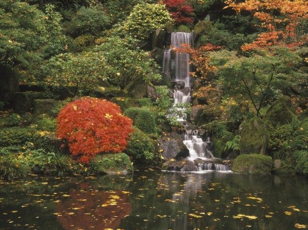 jardins japonais chute d'eau automne