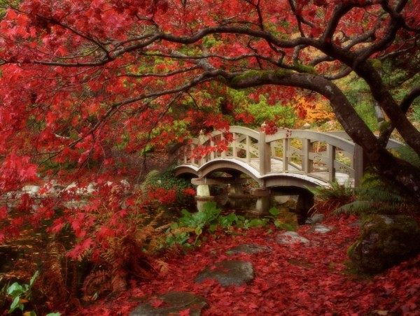 jardins japonais pont arbre rouge