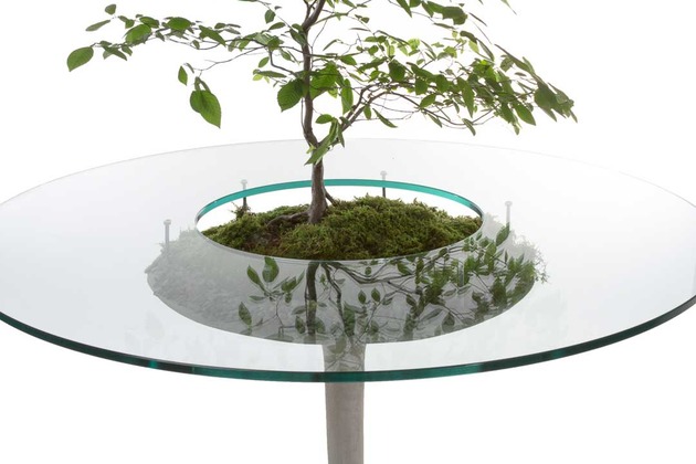 Une plante au milieu e la table pourquoi pas surface verre petit arbre