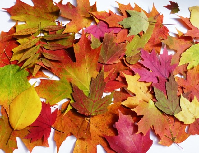feuilles récolter promenade décoration table automne