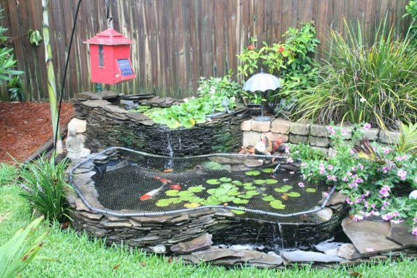 bassin mini koi jardin nénuphars