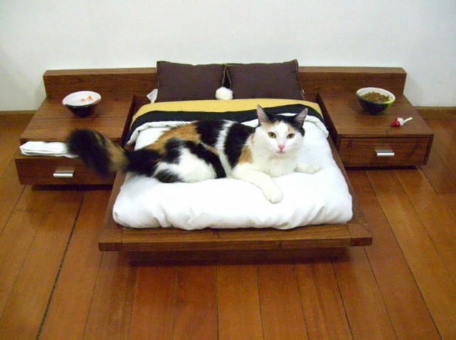 mobilier design chats mini chambre coucher