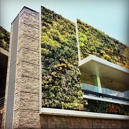 mur-vegetal-maison-moderne