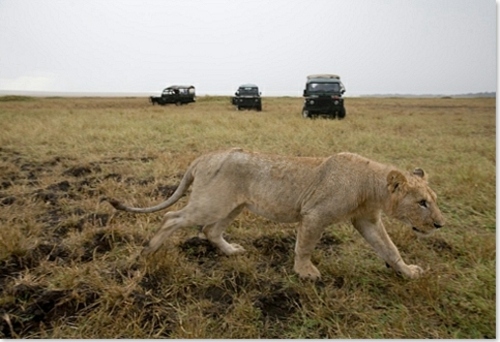 observer chasse lions