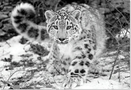 observer leopard montagnes