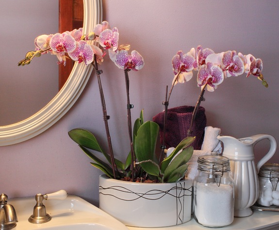 orchidee blanche points rose salle bain