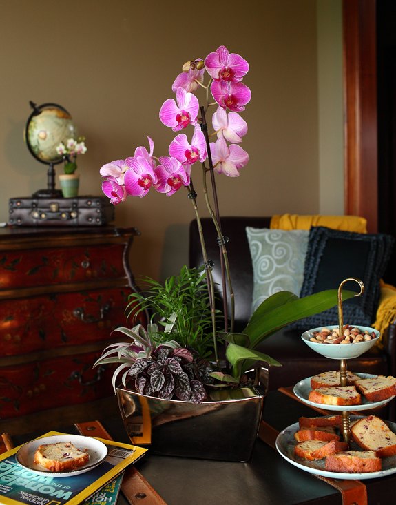 orchidee jardin alpestre decoratif