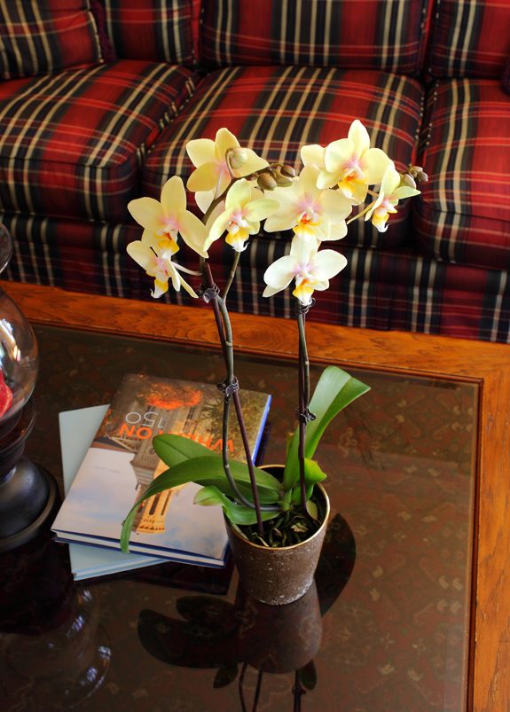 orchidee jaune salon simple