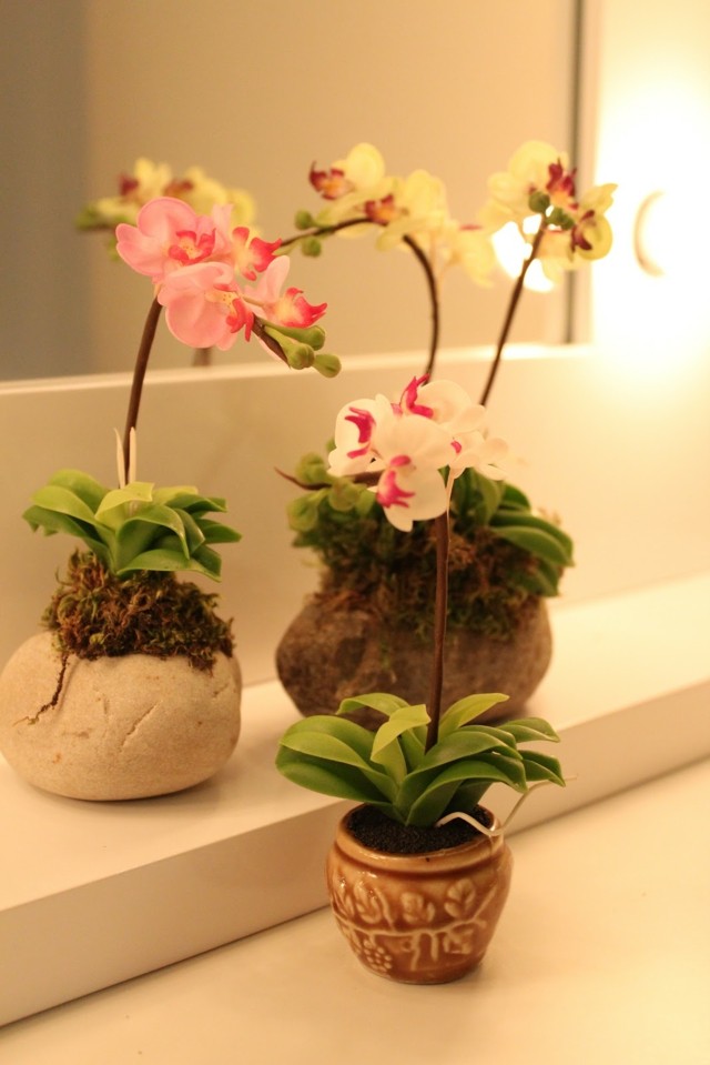 orchidee pots fleur interessantes