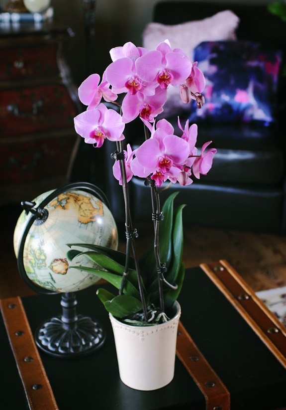 orchidee rose salon fonce