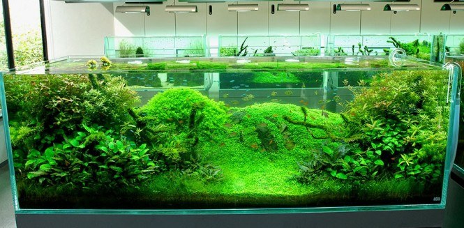 paysage aquatique concept champ vert