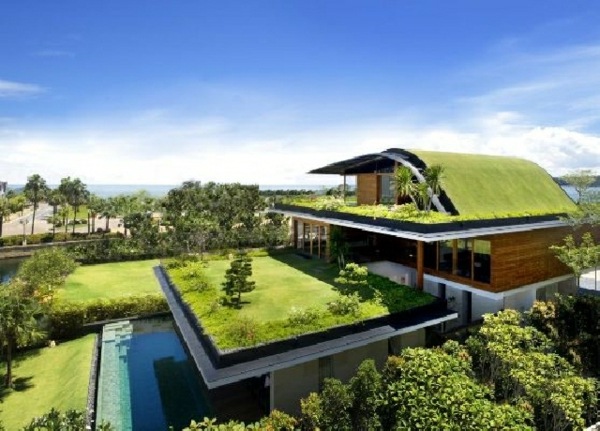 pelouse sur toit maison