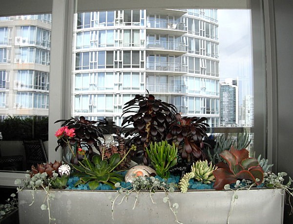 petit balcon plantes succulentes