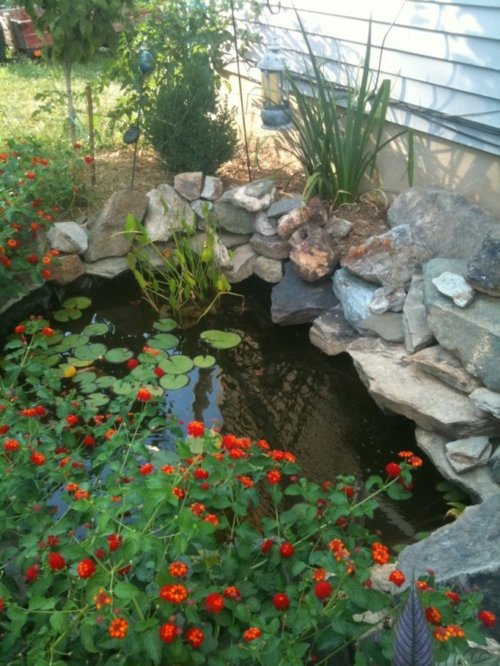 petit bassin jardin fleures