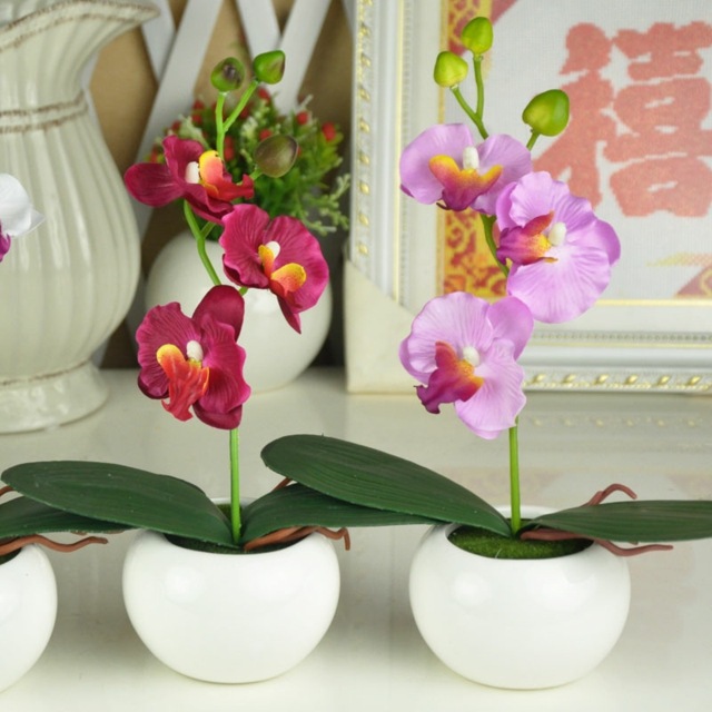 petites orchidée bonsai